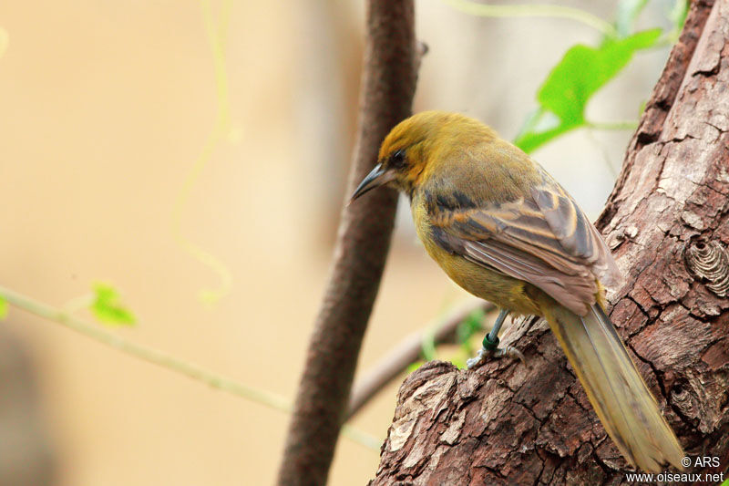 Oriole de Montserrat femelle, identification