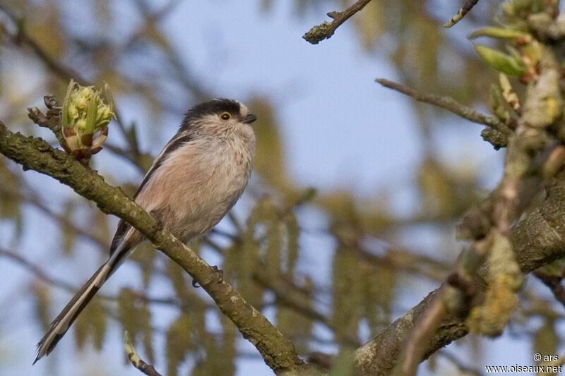 Long-tailed Tit, identification