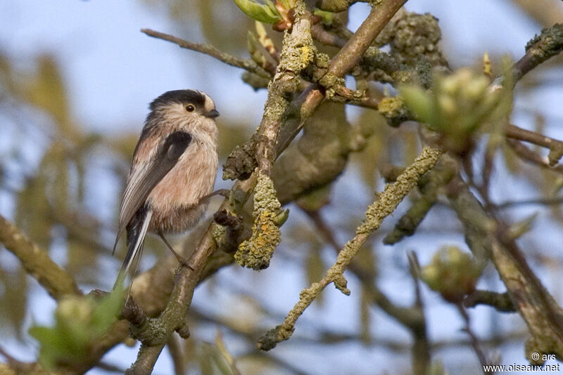 Long-tailed Tit, identification