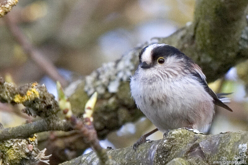 Long-tailed Tit, identification