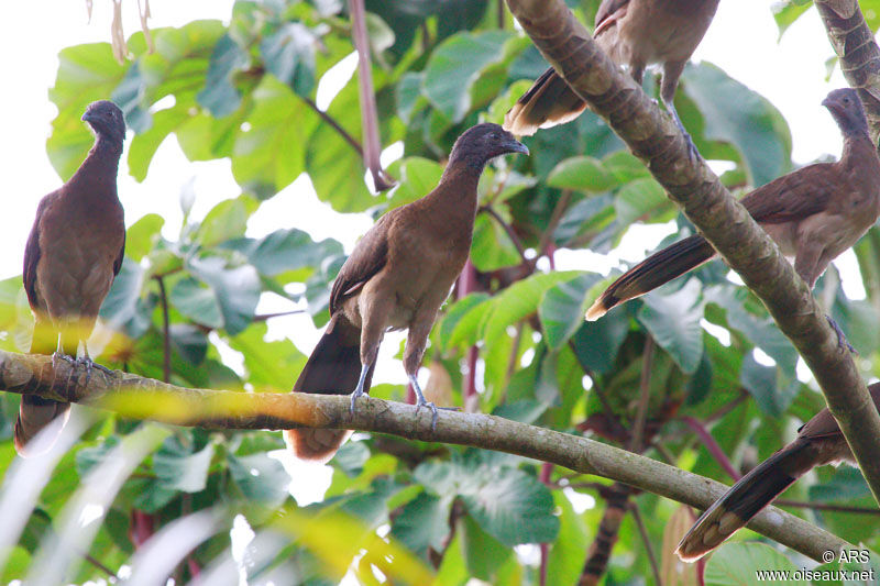 Grey-headed Chachalaca, identification