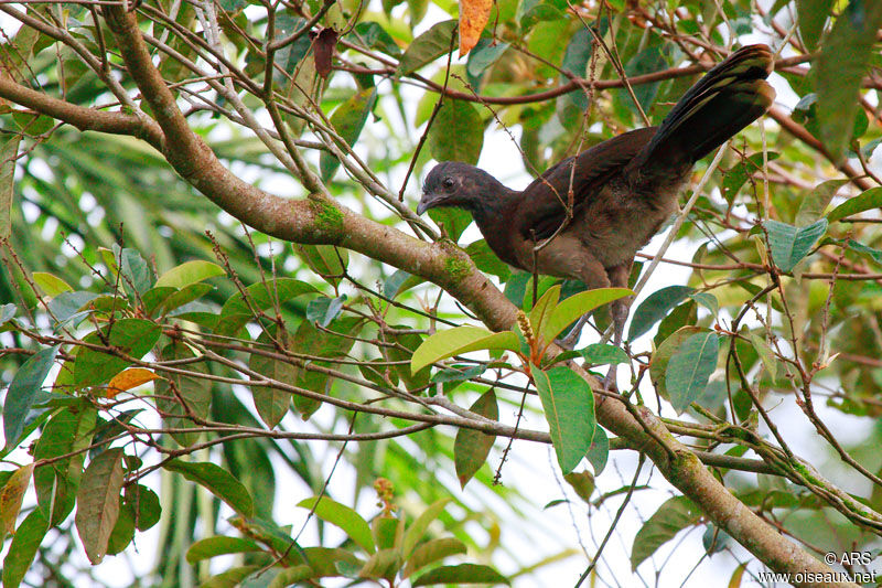 Ortalide à tête grise, identification