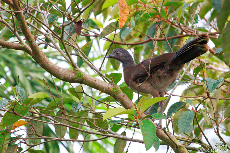 Ortalide à tête grise, identification