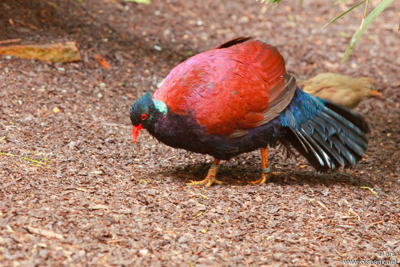 Pheasant Pigeon, identification