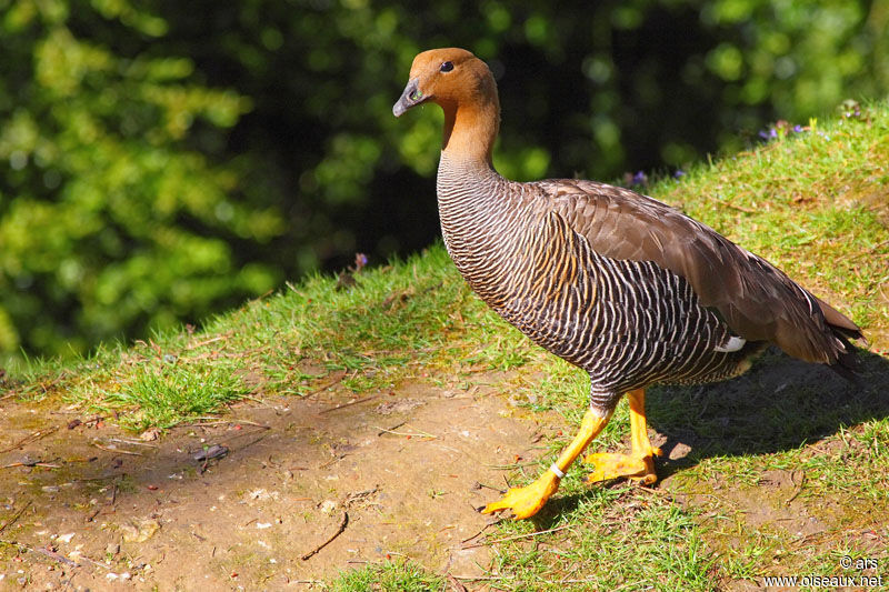 Upland Goose female adult, identification