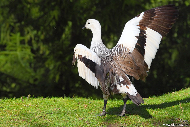 Upland Goose male adult, identification