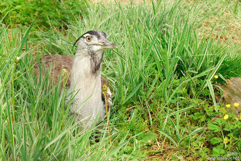 Outarde kori, identification