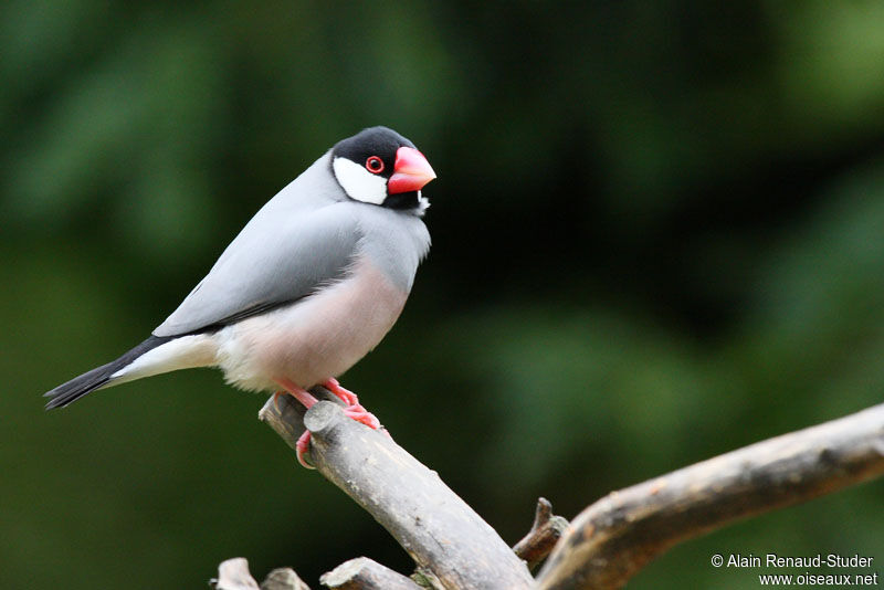 Java Sparrow, identification