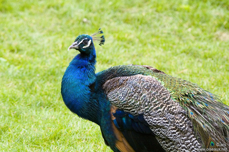 Paon bleu mâle adulte, identification