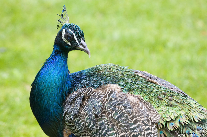 Indian Peafowl male adult, identification