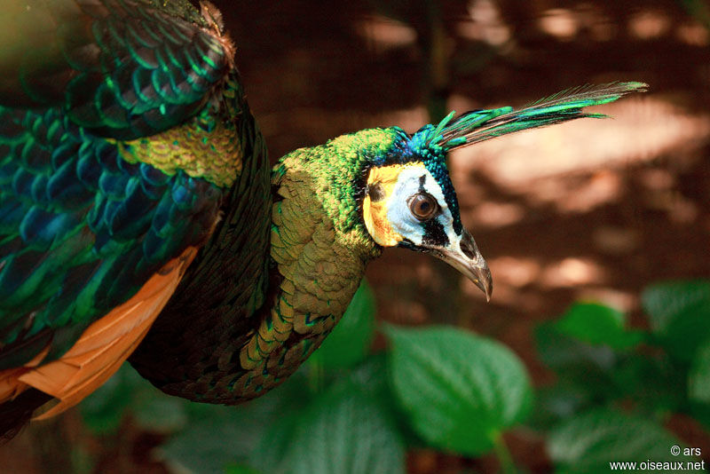 Green Peafowl, identification