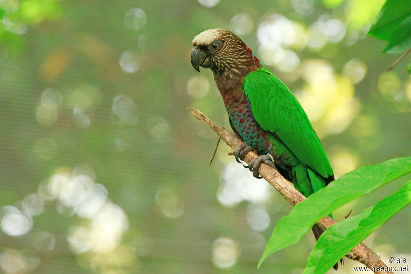 Papegeai maillé, identification