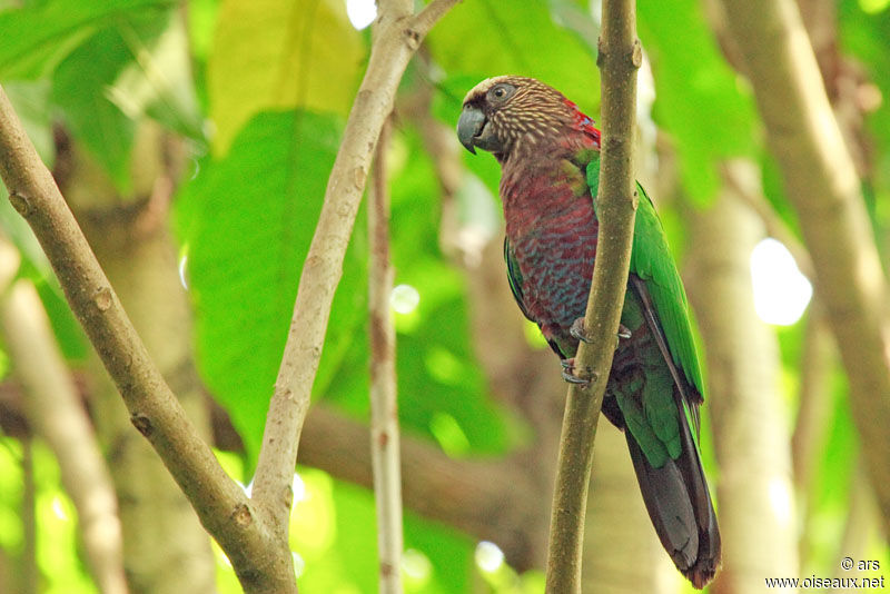 Papegeai maillé, identification