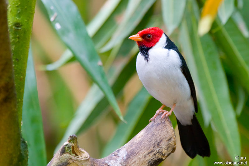 Yellow-billed Cardinal, identification