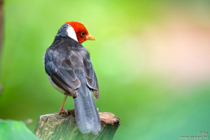 Yellow-billed Cardinal, identification