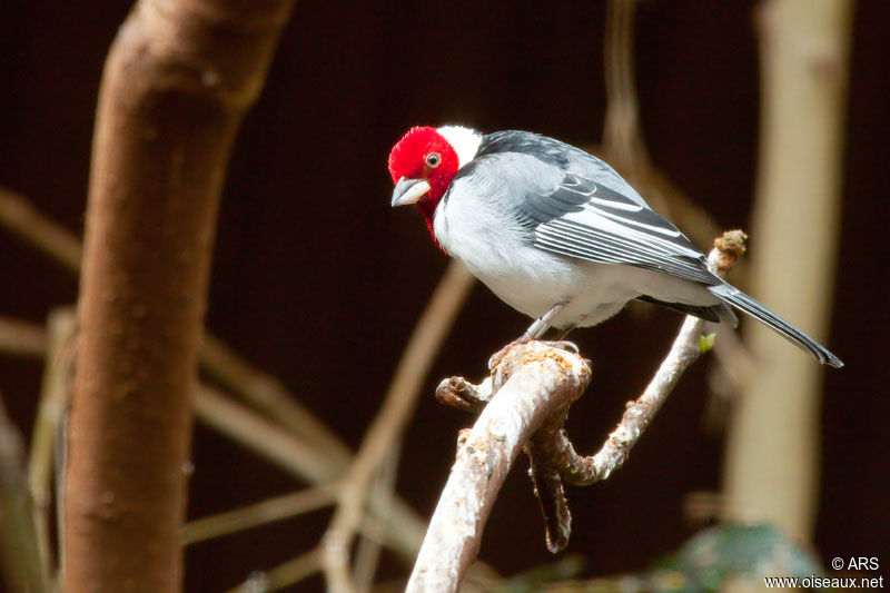 Paroare dominicain, identification