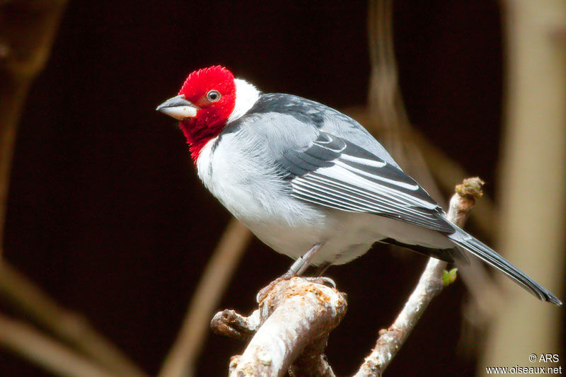 Paroare dominicain, identification