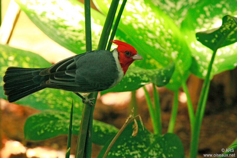 Paroare huppé mâle, identification