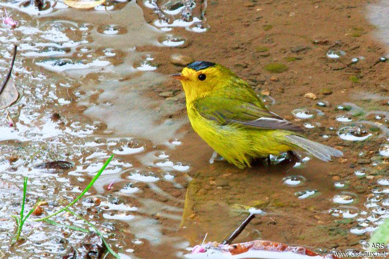 Wilson's Warbler male adult, identification