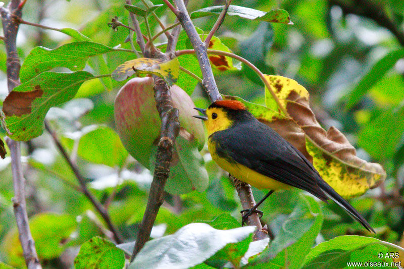 Paruline ceinturée mâle adulte, identification