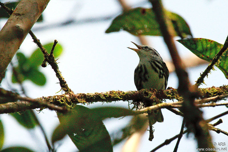 Black-and-white Warbler, identification