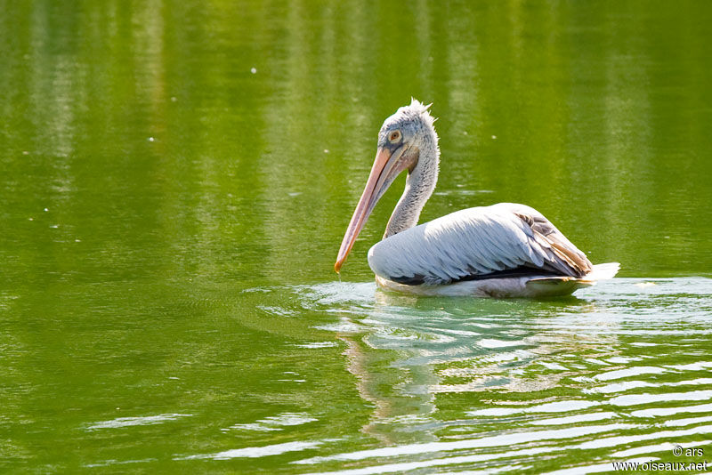 Pélican à bec tacheté, identification