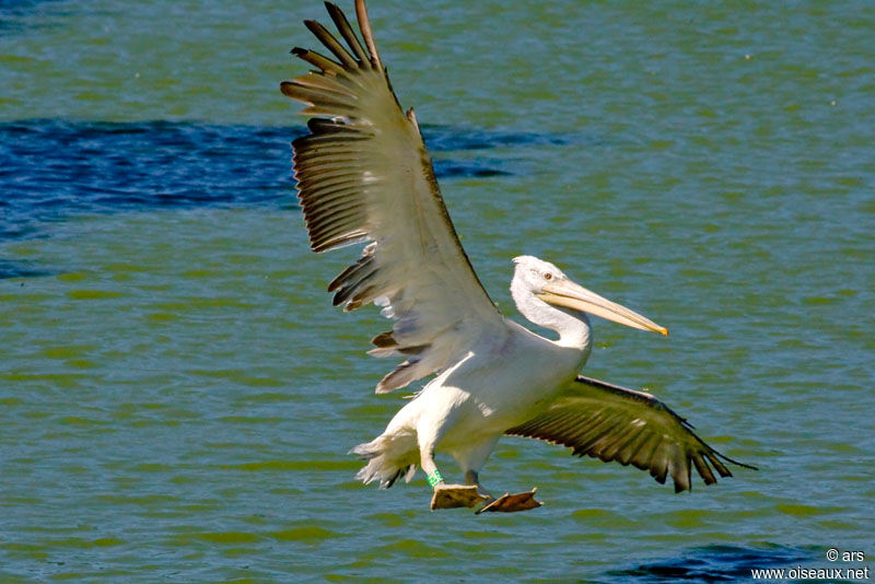 Dalmatian Pelican, Flight