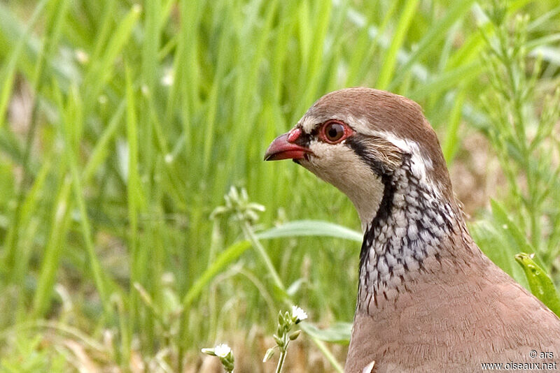 Perdrix rouge, identification