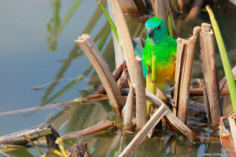 Red-rumped Parrot male adult, identification