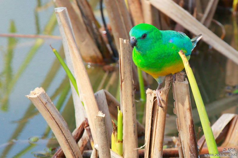 Red-rumped Parrot male adult, identification