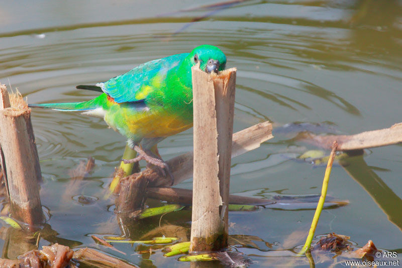 Red-rumped Parrot male adult, feeding habits