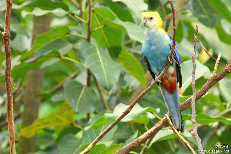 Pale-headed Rosella, identification