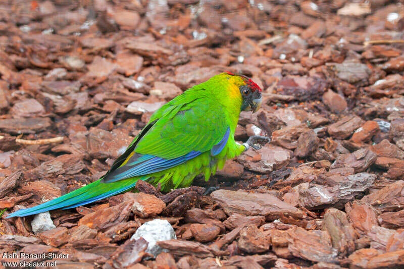 Perruche cornue, identification