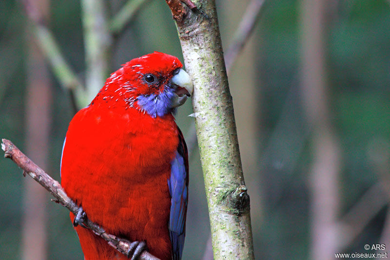 Crimson Rosella, identification