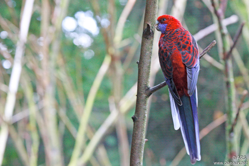 Perruche de Pennant, identification