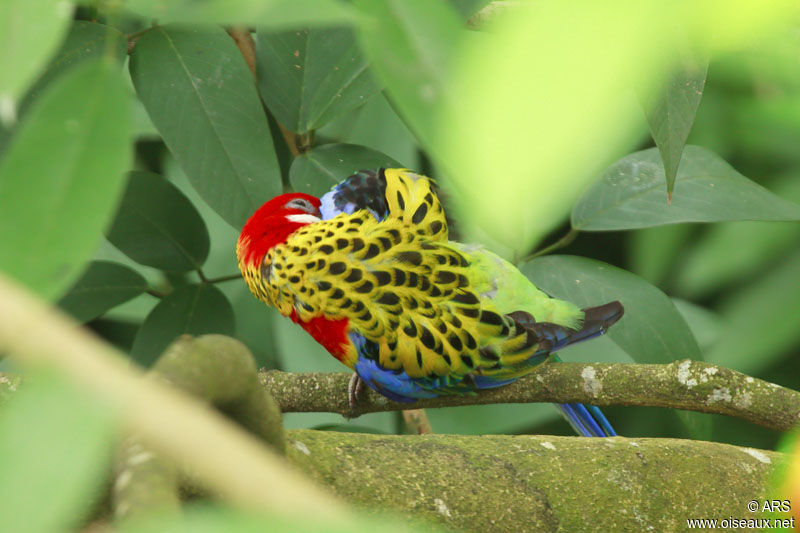 Eastern Rosella, identification