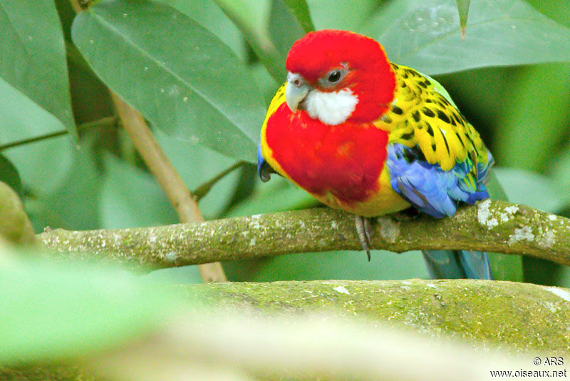 Eastern Rosella, identification