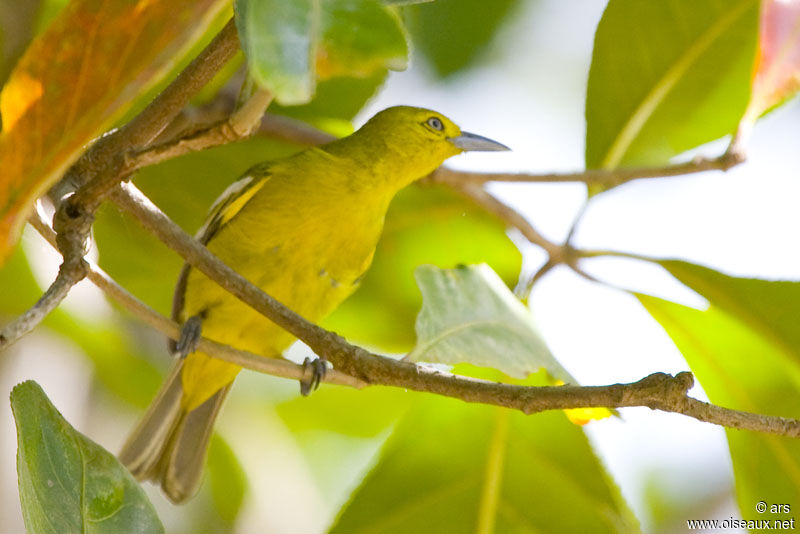 Petit Iora, identification