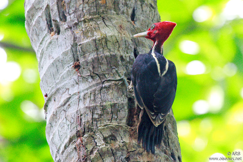 Pale-billed Woodpecker, identification