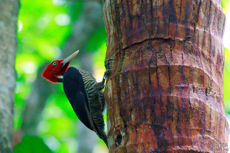 Pale-billed Woodpecker, identification