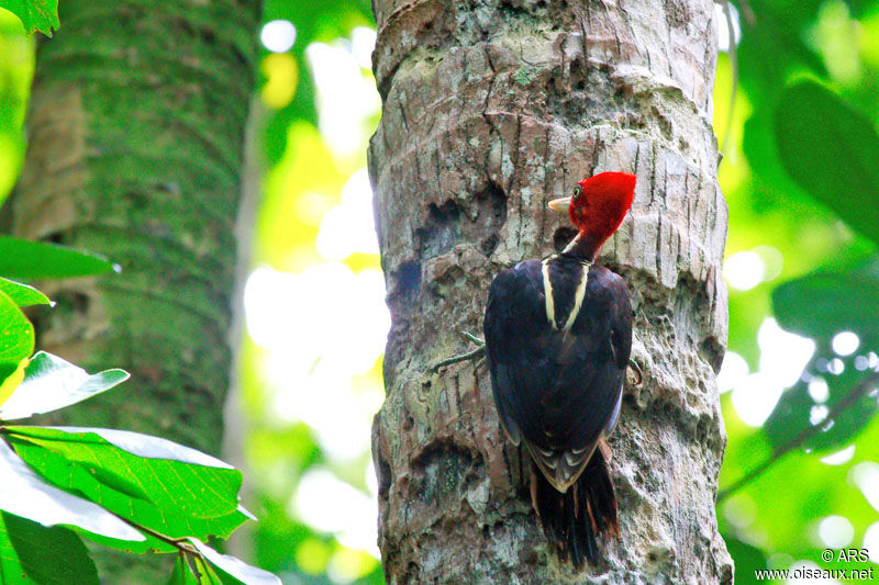 Pale-billed Woodpecker, identification