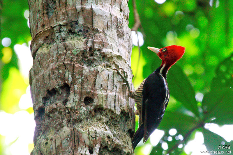 Pale-billed Woodpecker, identification