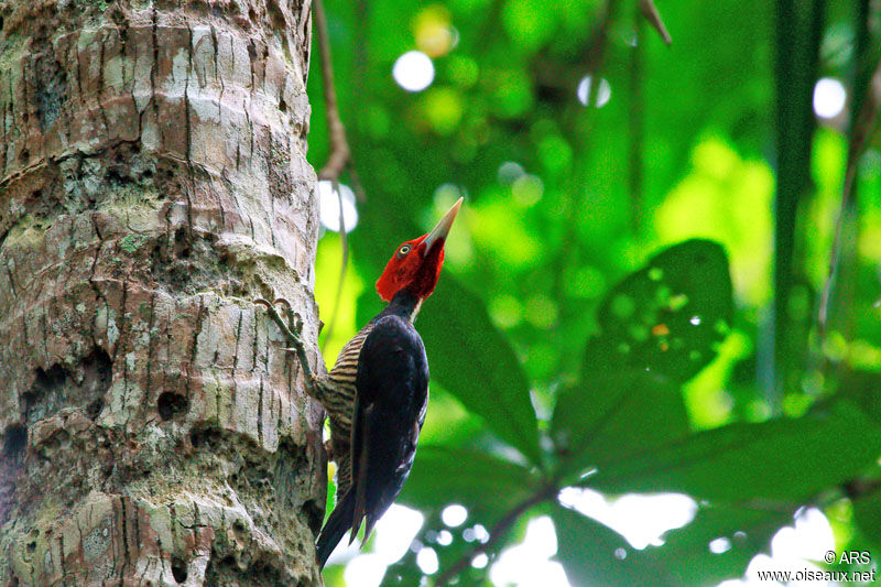 Pale-billed Woodpecker, identification