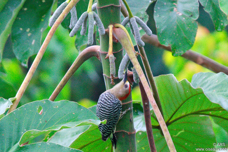 Red-crowned Woodpecker male adult, identification