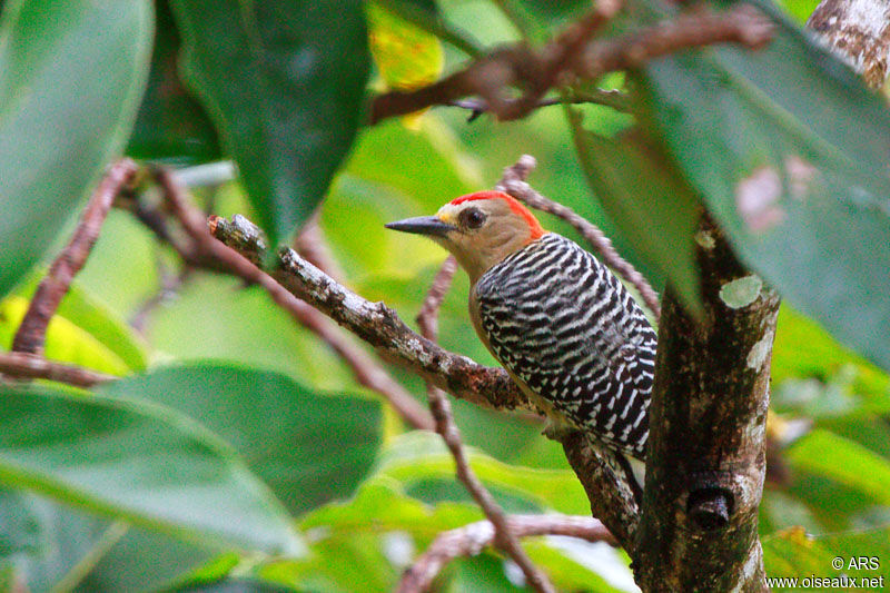 Pic à couronne rouge mâle adulte, identification