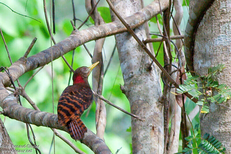 Pic à oreillons rougesadulte