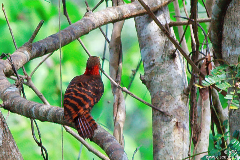 Pic à oreillons rouges, identification