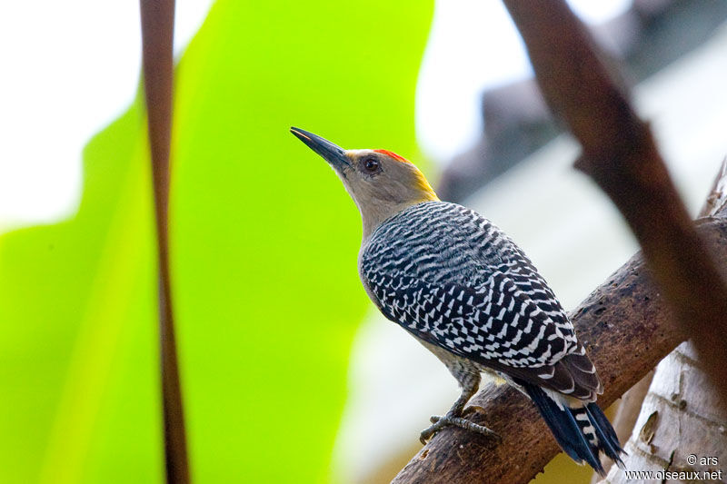 Hoffmann's Woodpecker male adult, identification