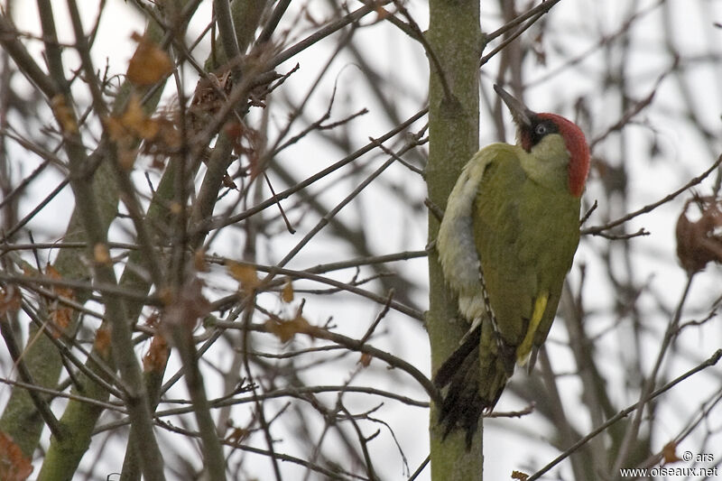 European Green Woodpecker, identification