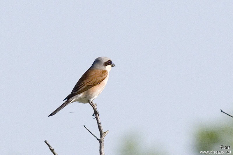 Red-backed Shrike, identification